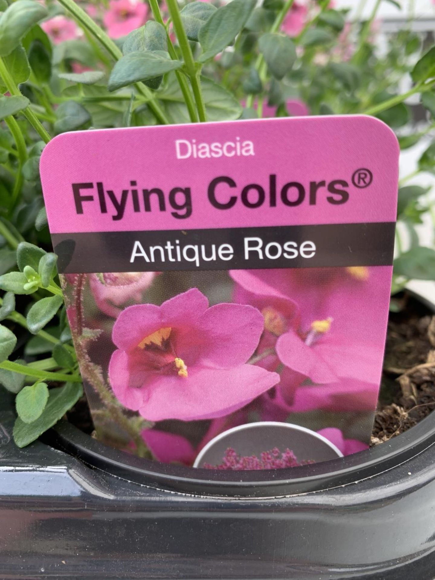 FIFTEEN DIASCIA FLYING COLOURS 'ANTIQUE ROSE' BASKETS PLANTS ON A TRAY IN P9 POTS PLUS VAT TO BE - Image 4 of 5