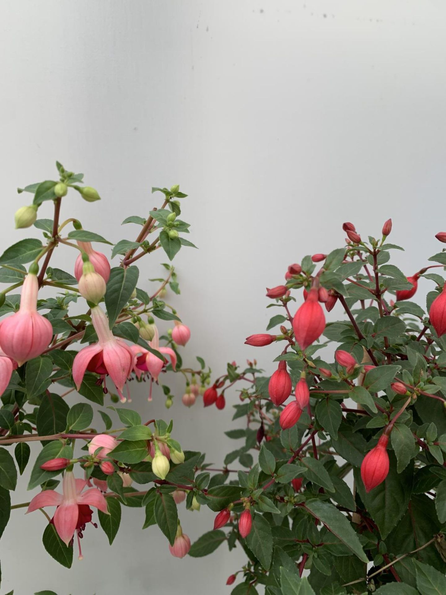 TWO BELLA STANDARD FUCHSIA IN A 3 LTR POTS 70CM -80CM TALL TO BE SOLD FOR THE TWO PLUS VAT - Image 5 of 8