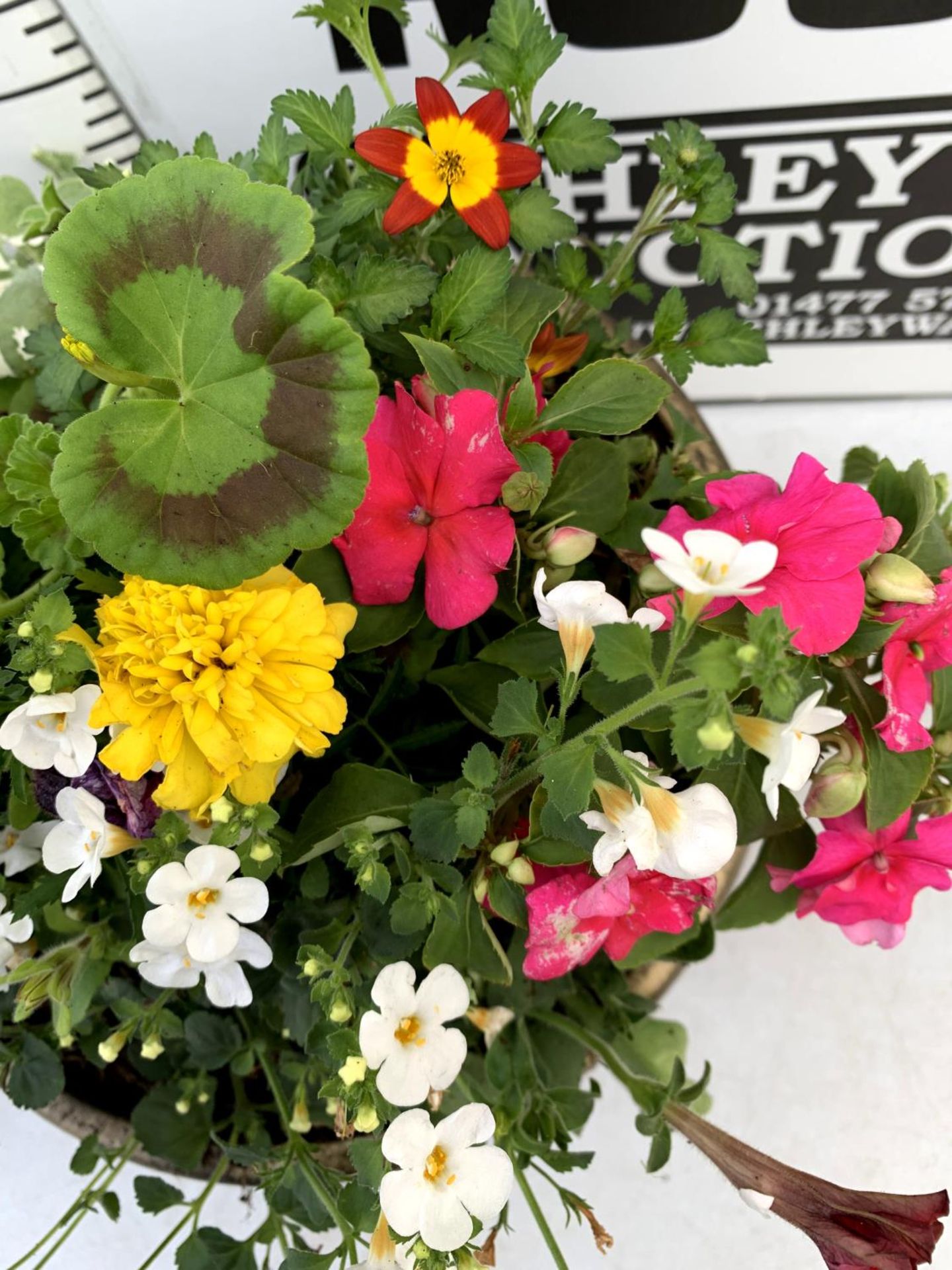 TWO LARGE TUBS PLANTED WITH VARIOUS BEDDING PLANTS INC MARIGOLDS PETUNIAS FUCHSIA BACOPA ETC IN 10 - Image 7 of 8