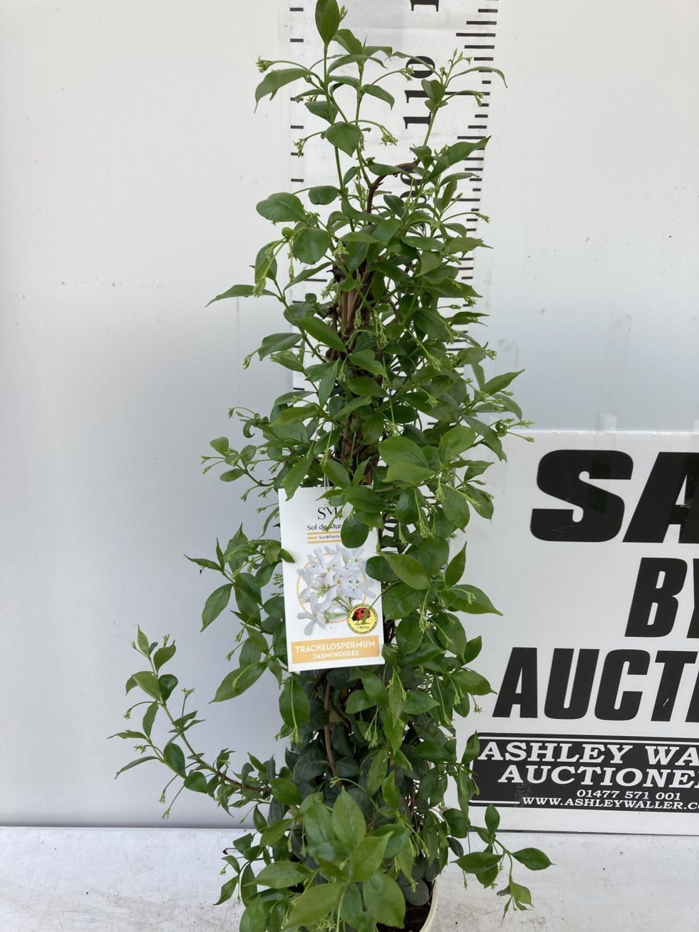 ONE JASMINE ON A PYRAMID FRAME APPROX 120CM IN HEIGHT IN A 3LTR POT PLUS VAT - Image 4 of 10