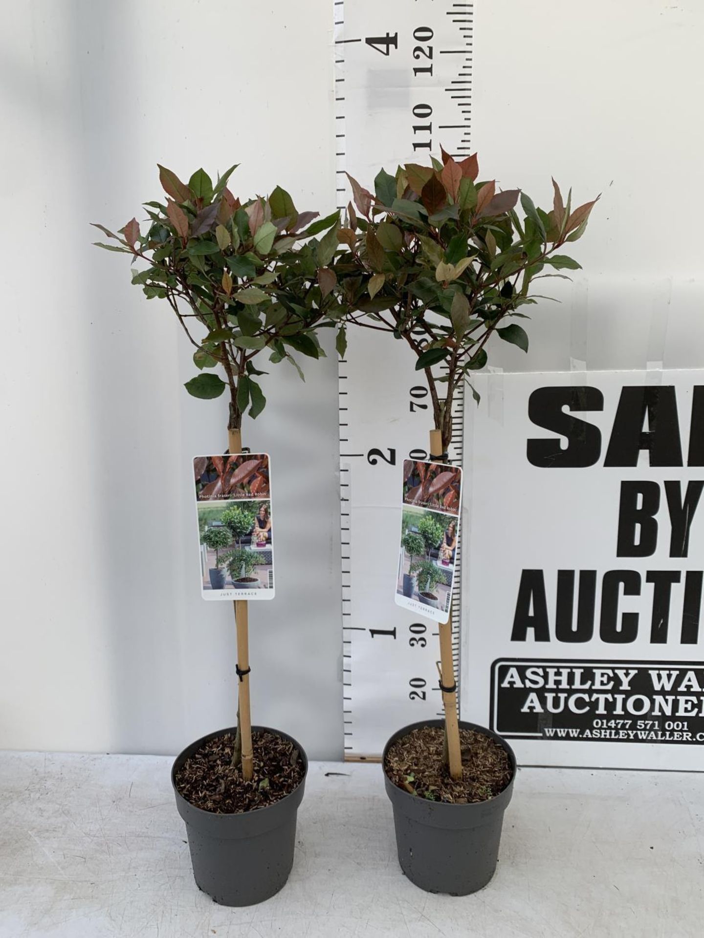 TWO PHOTINIA FRASERI STANDARD TREES 'LITTLE RED ROBIN' APPROX OVER ONE METRE IN HEIGHT IN 3LTR