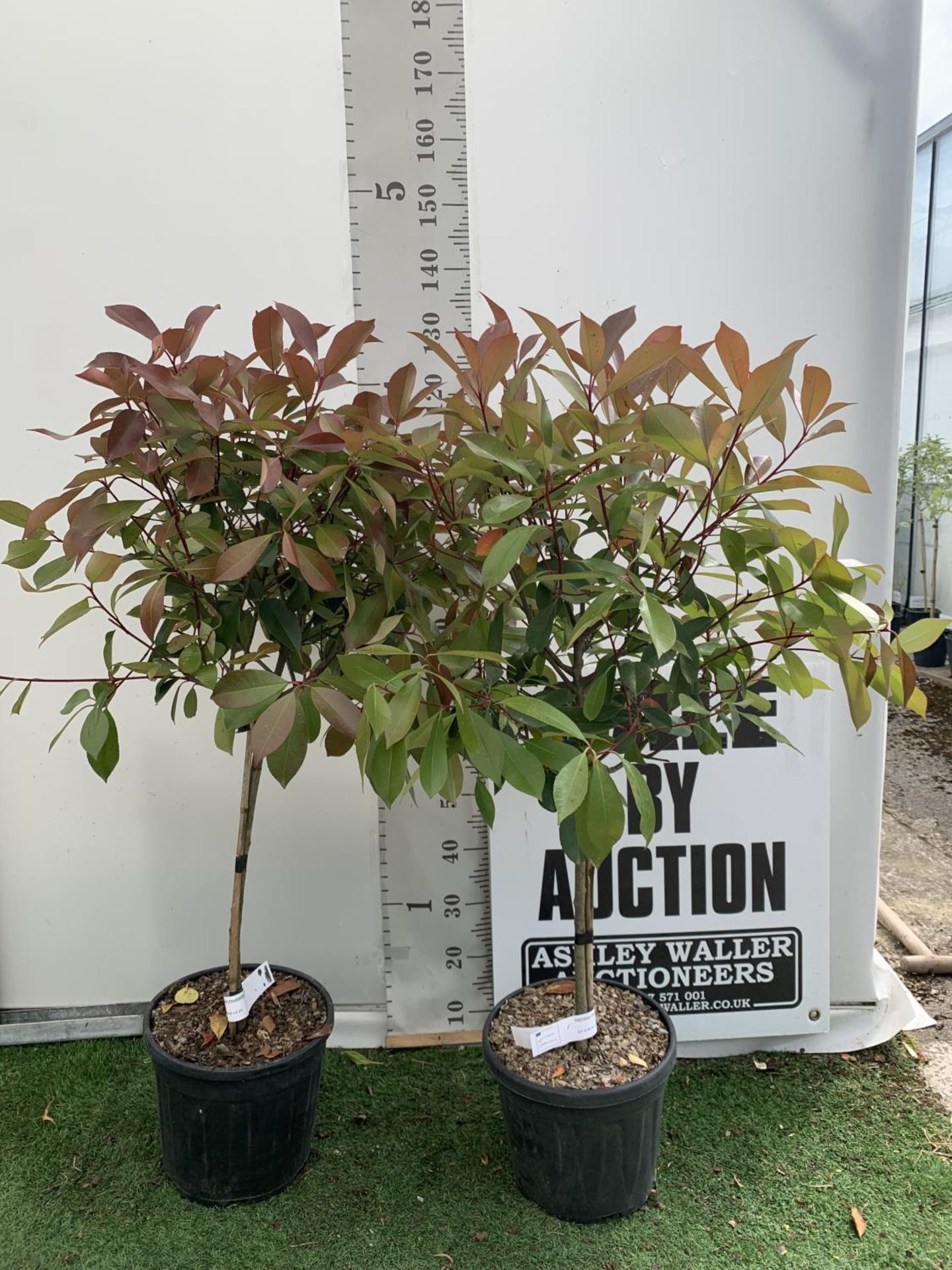 A PAIR OF STANDARD PHOTINIA FRASERI RED ROBIN TREES 130CM TALL IN A 10 LTR POT TO BE SOLD FOR THE