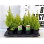 EIGHT CONIFERS CUPRESSUS MACROCARPA 'WILMA' IN 1 LTR POTS APPROX 40-50CM IN HEIGHT PLUS VAT TO BE