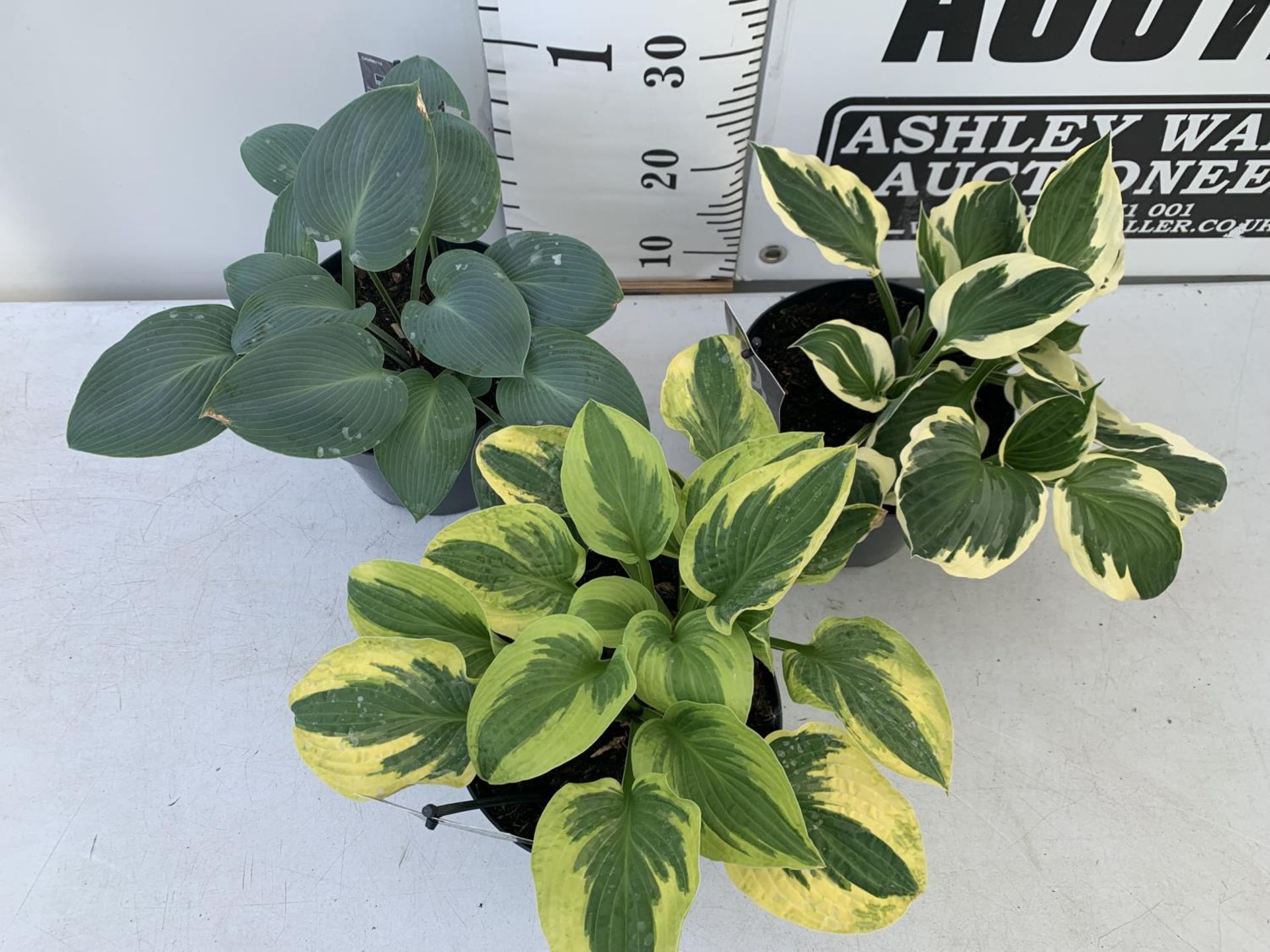 THREE MIXED VARIETY HOSTAS TO INCLUDE WIDE BRIM, HALCYON AND PATRIOT IN 3 LTR POTS 30CM TALL TO BE - Image 3 of 16