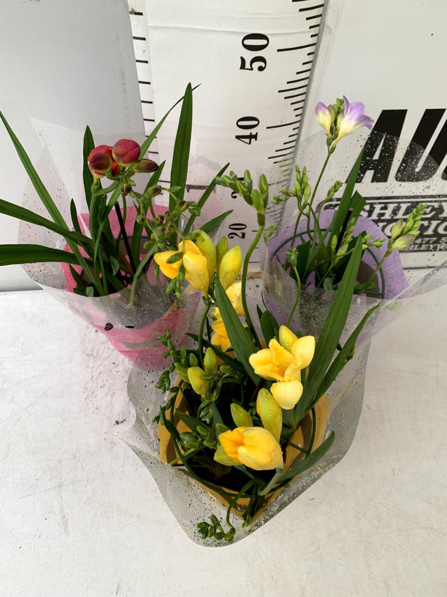 THREE FREESIA NANO PLANTS IN YELLOW RED AND PURPLE IN A CIRCULAR FRAME APPROX 60CM IN HEIGHT IN 1 - Image 3 of 12