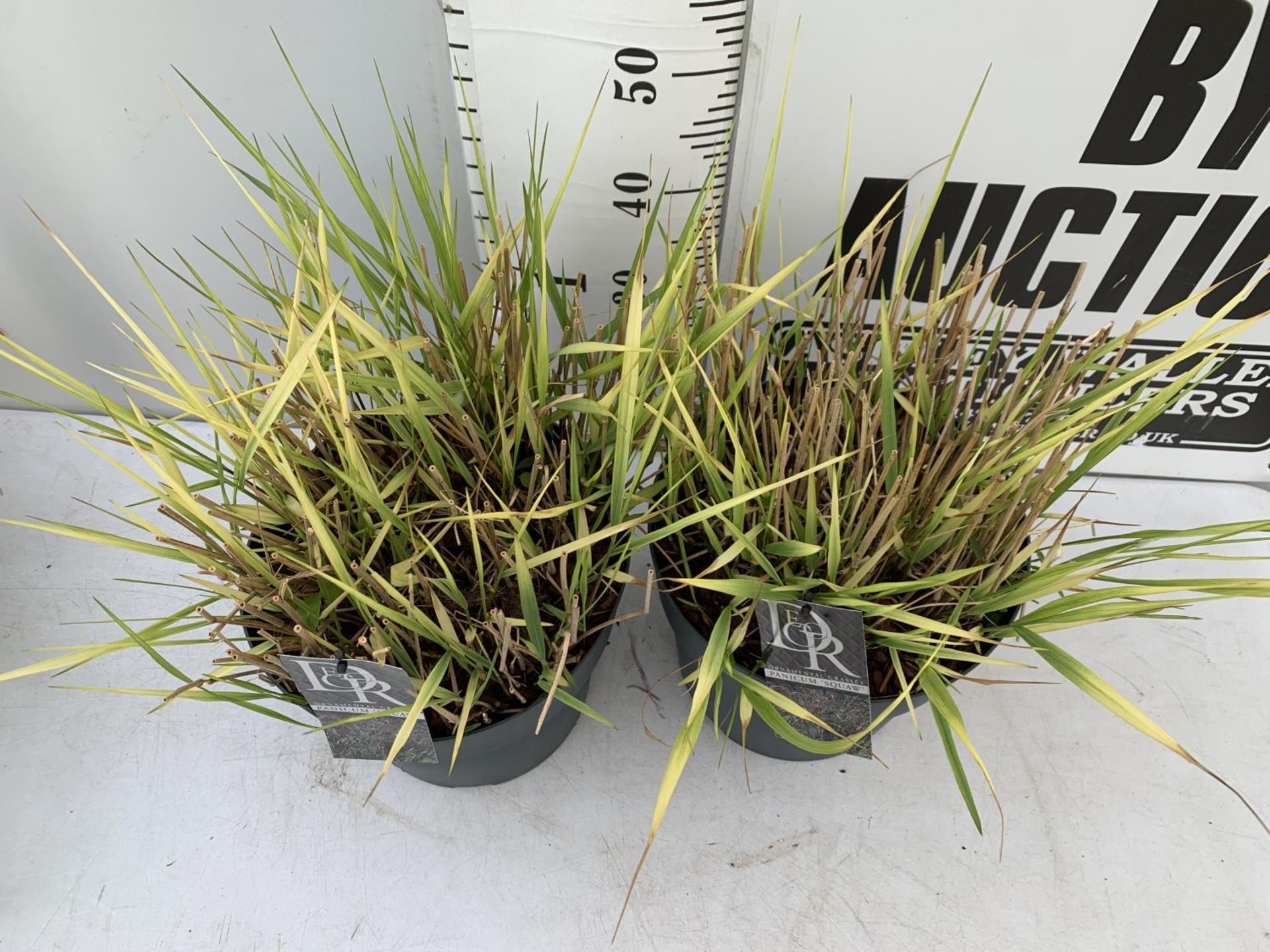 TWO ORNAMENTAL GRASSES 'PANICUM SQUAW' APPROX 60CM IN HEIGHT IN 10 LTR POTS PLUS VAT TO BE SOLD - Bild 3 aus 8