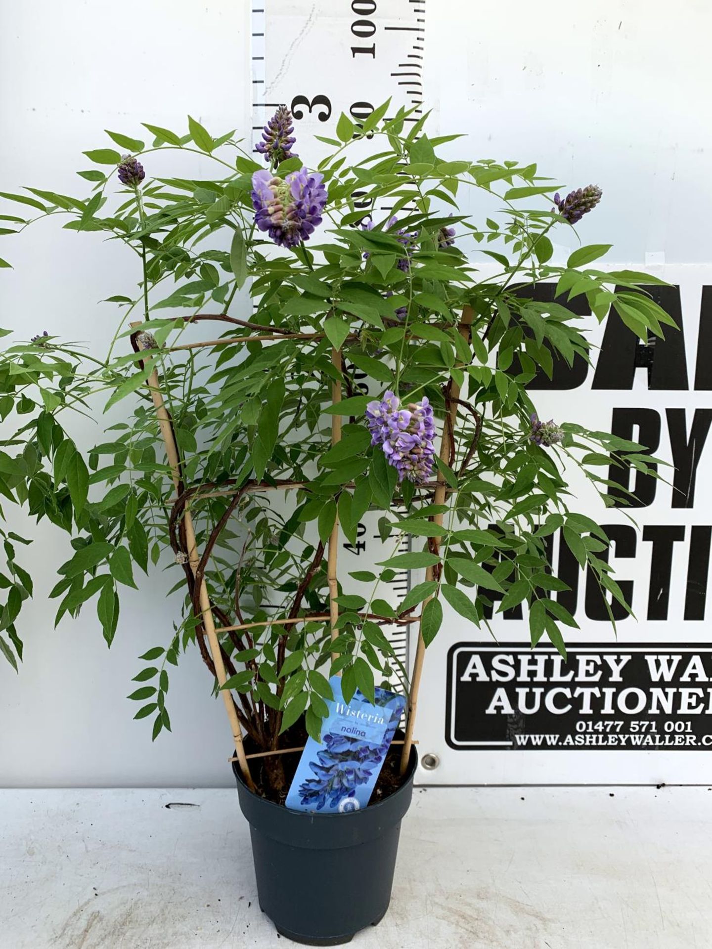TWO WISTERIA AMETHYST FALLS WITH FLOWERS ON A FRAME PATIO READY IN A 3 LTR POT 90CM TALL PLUS VAT TO - Image 9 of 10