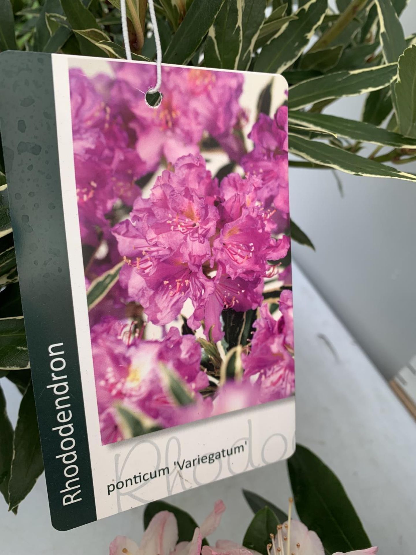 THREE RHODODENDRONS 'MARCEL MENARD' PONTICUM VARIEGATUM AND 'PERCY WISEMAN' IN 5 LTR POTS APPROX - Image 12 of 16