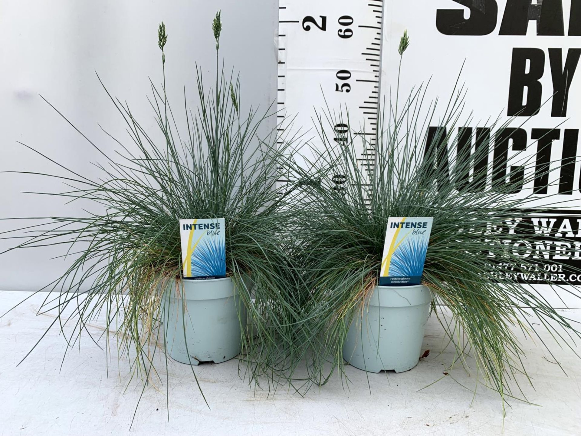 TWO FESTUCA GLAUCA 'INTENSE BLUE' ORNAMENTAL GRASSES IN 2 LTR POTS APPROX 50CM IN HEIGHT PLUS VAT TO