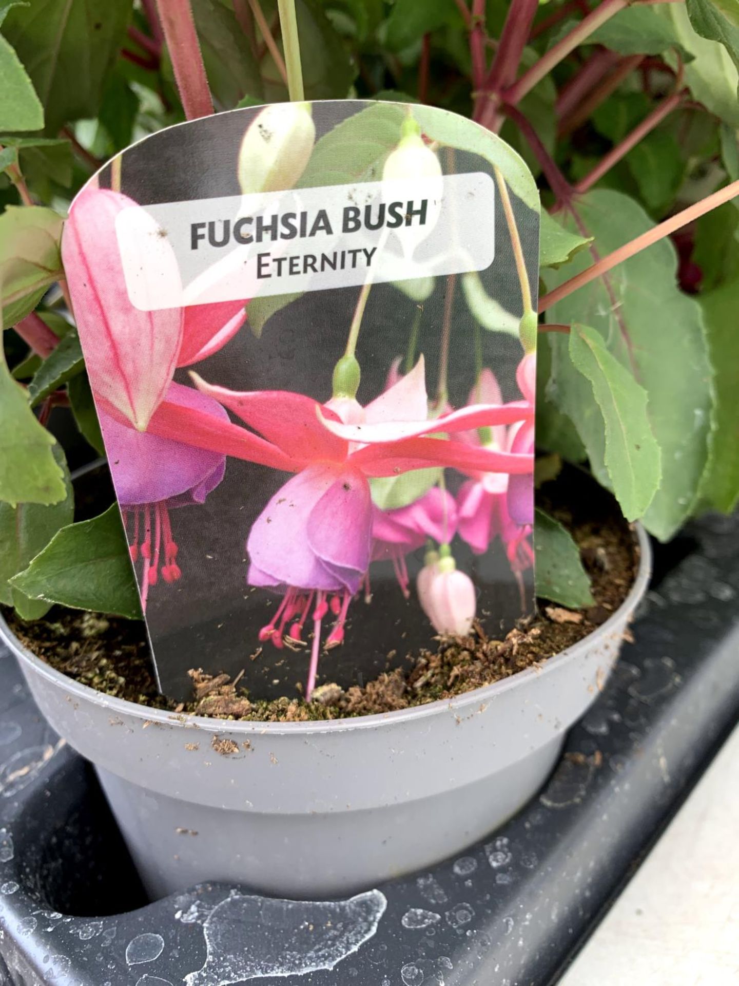 EIGHT FUCHSIA BUSH 'ETERNITY' AND 'NICE AND EASY' IN 1 LTR POTS ON A TRAY PLUS VAT TO BE SOLD FOR - Image 9 of 10