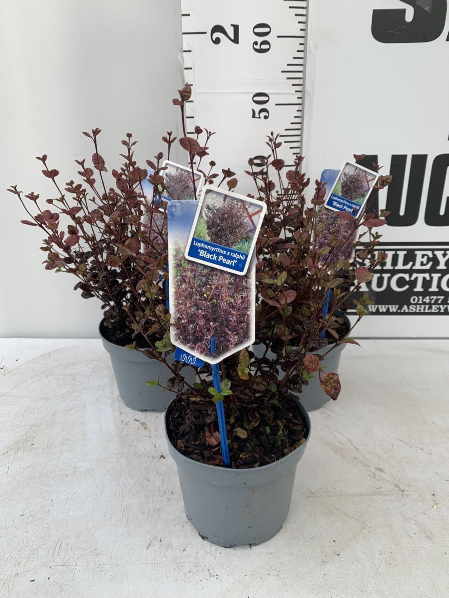 THREE LOPHOMYRTUS RALPHII NEW ZEALAND MYRTLE 'BLACK PEARL' IN 2 LTR POTS HEIGHT 40CM - 50CM TO BE