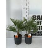 TWO CHAMAEROPS HUMILIS HARDY IN 3 LTR POTS APPROX 70CM IN HEIGHT PLUS VAT TO BE SOLD FOR THE TWO