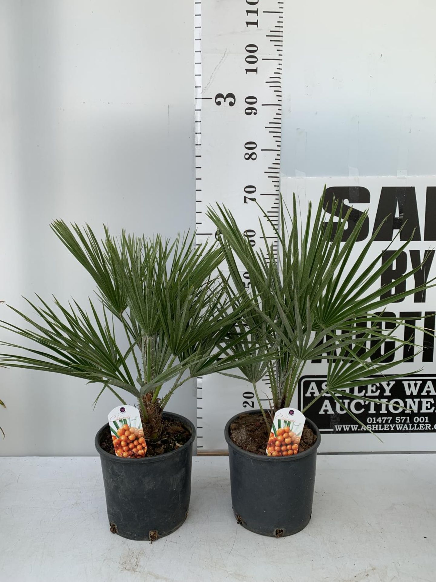 TWO CHAMAEROPS HUMILIS HARDY IN 3 LTR POTS APPROX 70CM IN HEIGHT PLUS VAT TO BE SOLD FOR THE TWO