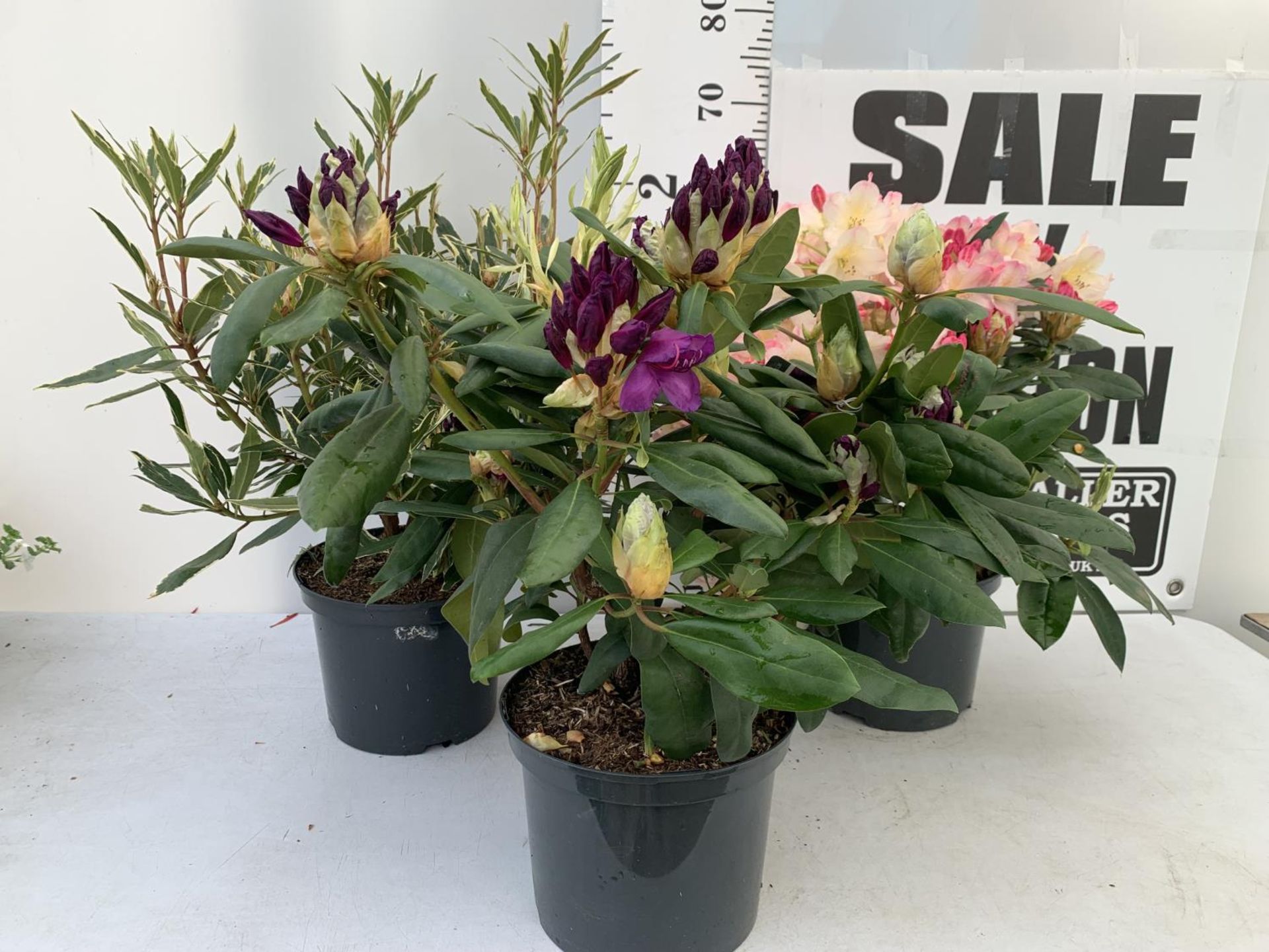 THREE RHODODENDRONS 'MARCEL MENARD' PONTICUM VARIEGATUM AND 'PERCY WISEMAN' IN 5 LTR POTS APPROX - Image 3 of 16