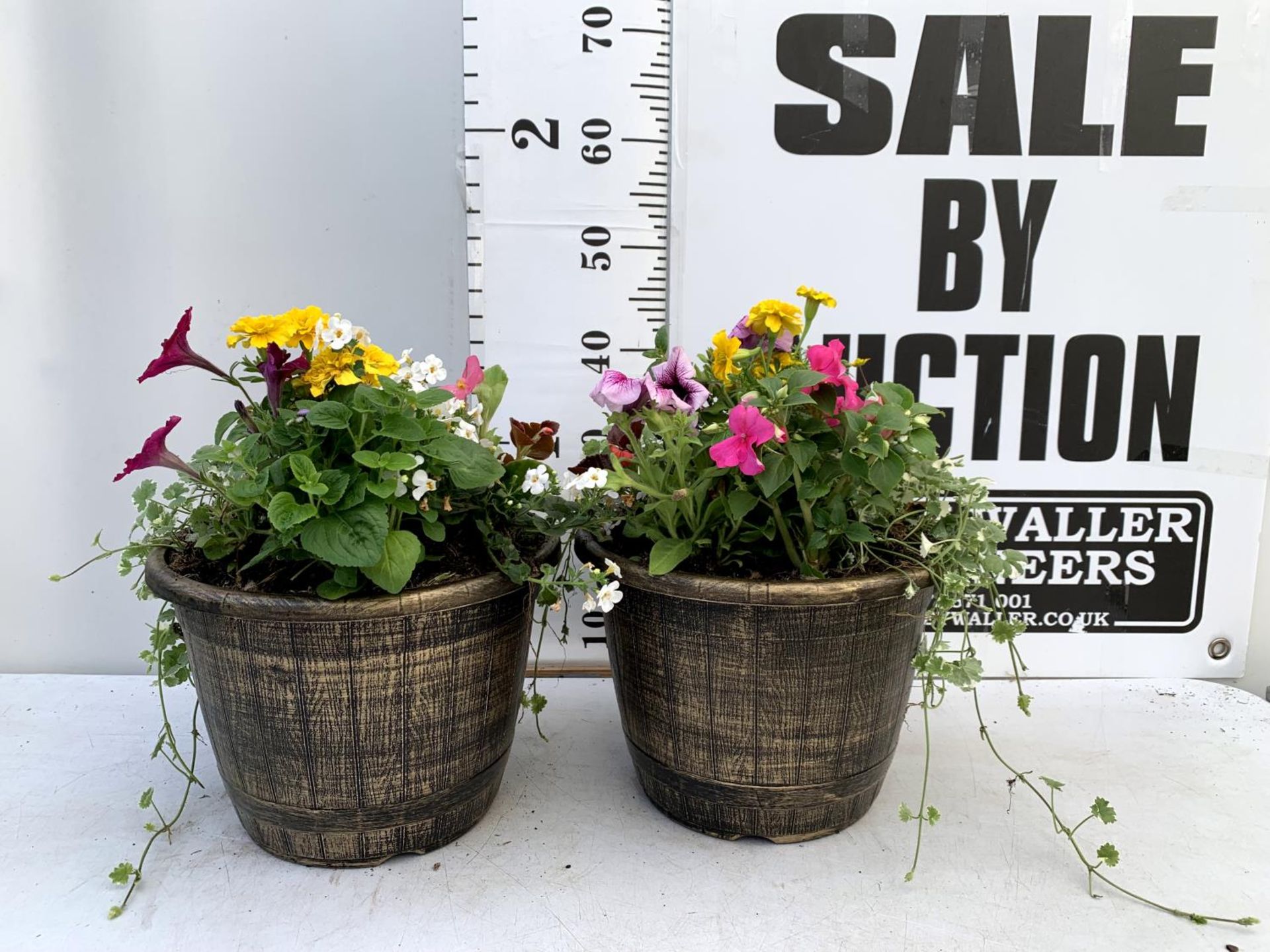 TWO LARGE TUBS PLANTED WITH VARIOUS PLANTS INC MARIGOLDS PETUNIAS FUCHSIA BACOPA ETC IN 10 LTR