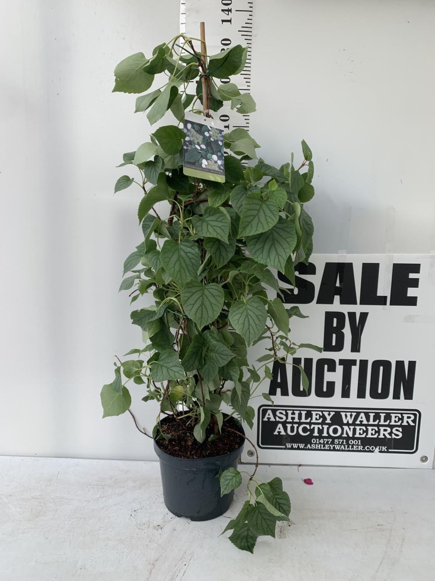 A SCHIZOPHRAGMA HYDRANGEOIDES MOONLIGHT IN A 7.5 LTR POT 130CM TALL PLUS VAT