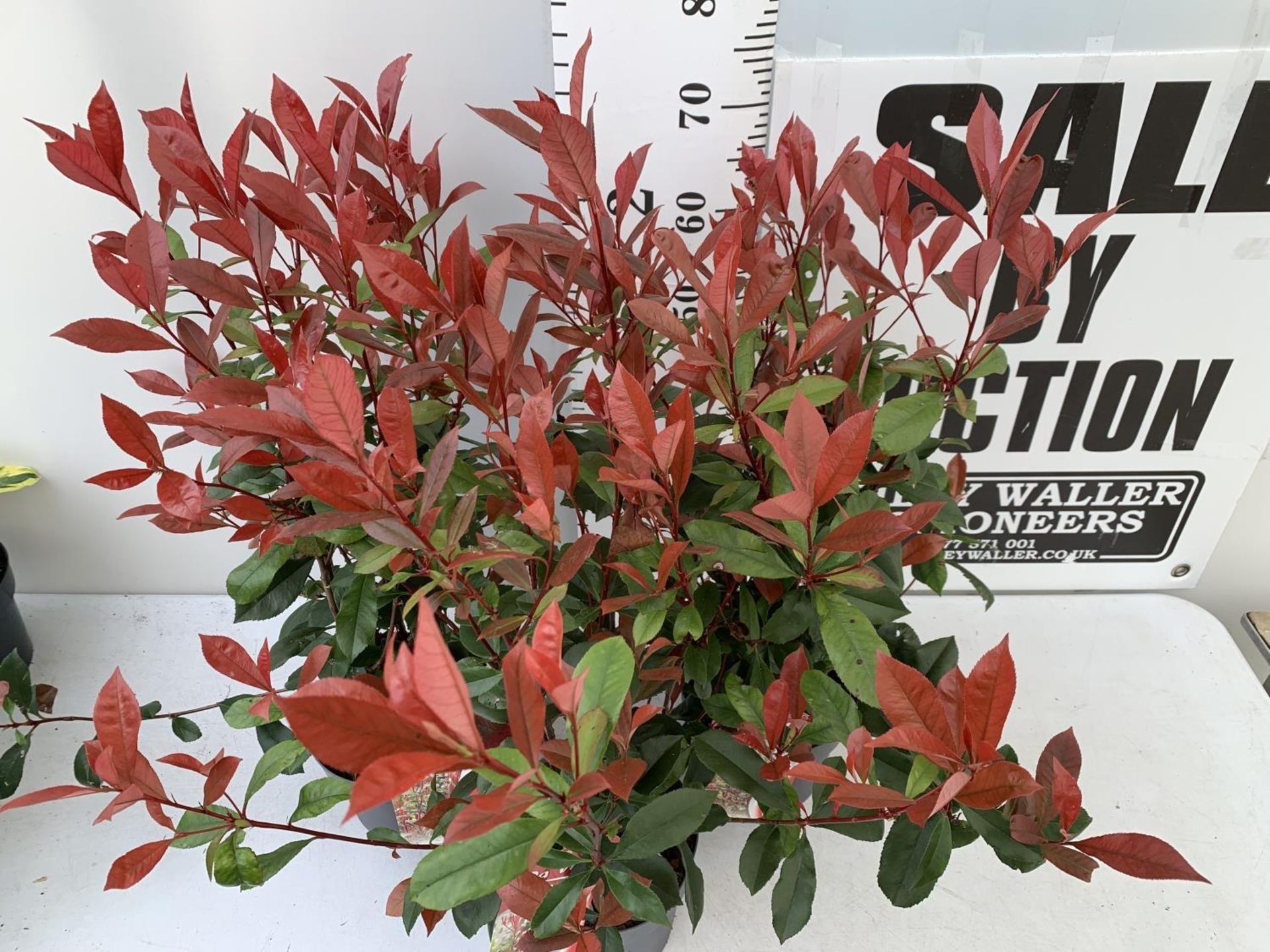 THREE PHOTINIA 'CARRE ROUGE' IN 3 LTR POTS APPROX 80CM IN HEIGHT PLUS VAT TO BE SOLD FOR THE THREE - Image 4 of 8