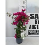 ONE BOUGAINVILLEA SANDERINA ON A PYRAMID FRAME, 3 LTR POT HEIGHT 70-80CM. PATIO READY PLUS VAT