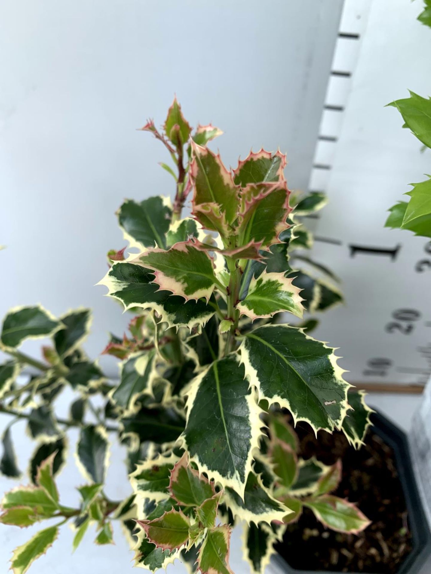 TWO ILEX AQUIFOLIUM HOLLY 'BLUE PRINCE' AND ARGENTEA MARGINATA' IN 2 LTR POTS APPROX 60CM IN - Image 5 of 12