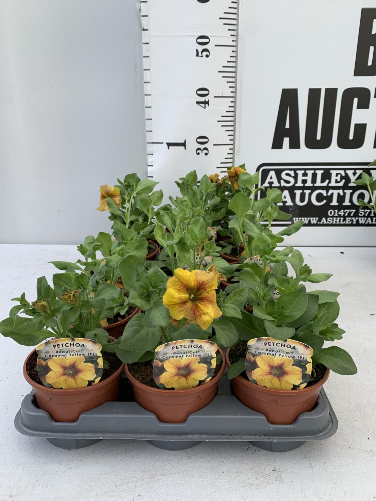 FIFTEEN PETCHOA CARAMEL YELLOW BASKET PLANTS IN P9 POTS PLUS VAT TO BE SOLD FOR THE FIFTEEN