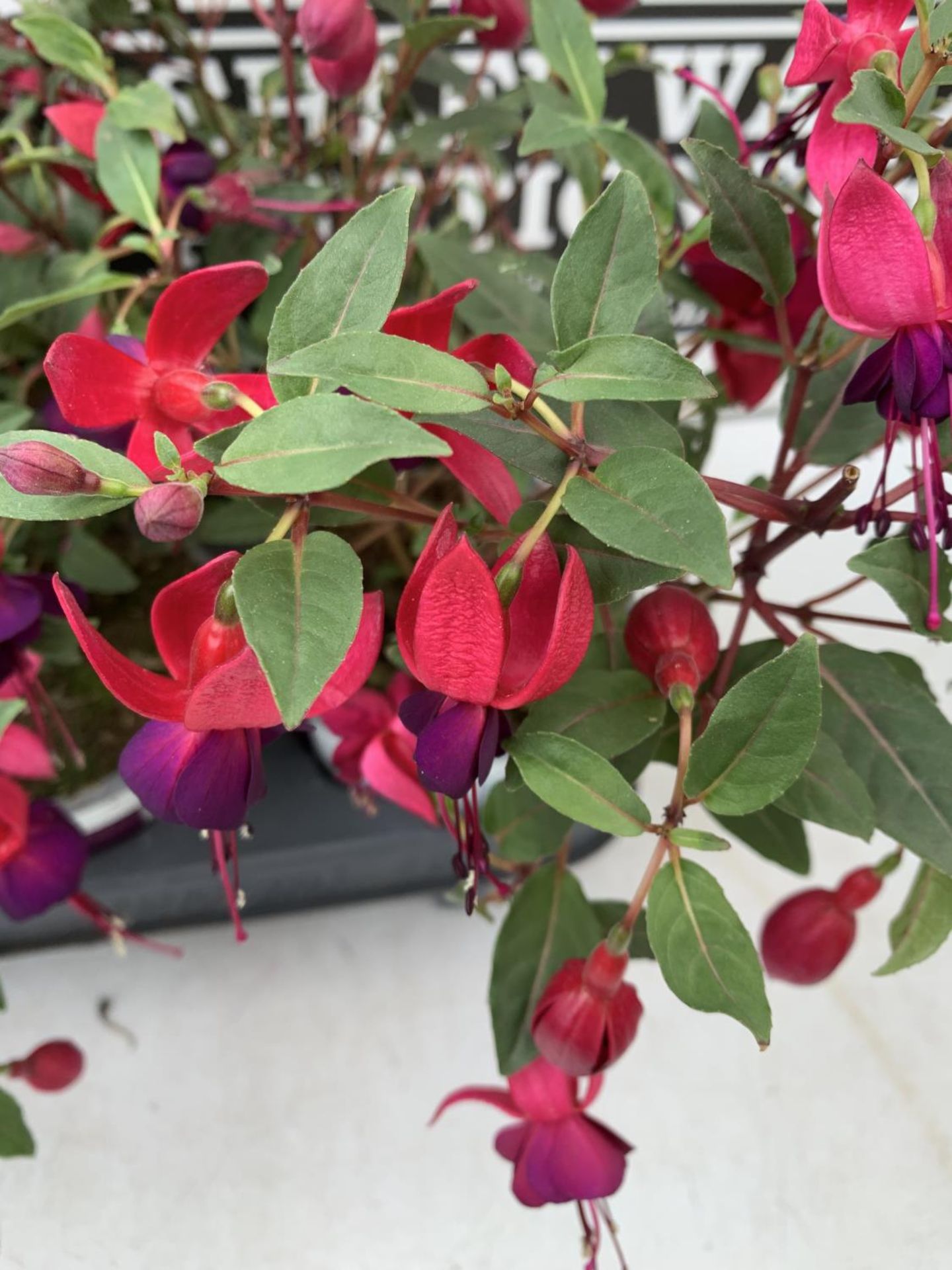 NINE FUCHSIA BELLA IN 20CM POTS 20-30CM TALL TO BE SOLD FOR THE NINE PLUS VAT - Image 5 of 8