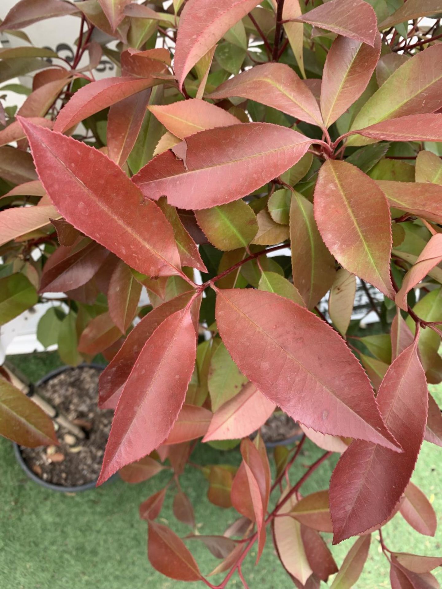 A PAIR OF STANDARD PHOTINIA FRASERI RED ROBIN TREES 130CM TALL IN A 10 LTR POT TO BE SOLD FOR THE - Image 5 of 6