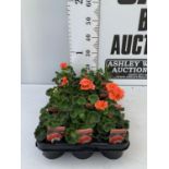 FIFTEEN PELARGONIUM UPRIGHT SALMON BASKET PLANTS IN P9 POTS PLUS VAT TO BE SOLD FOR THE FIFTEEN