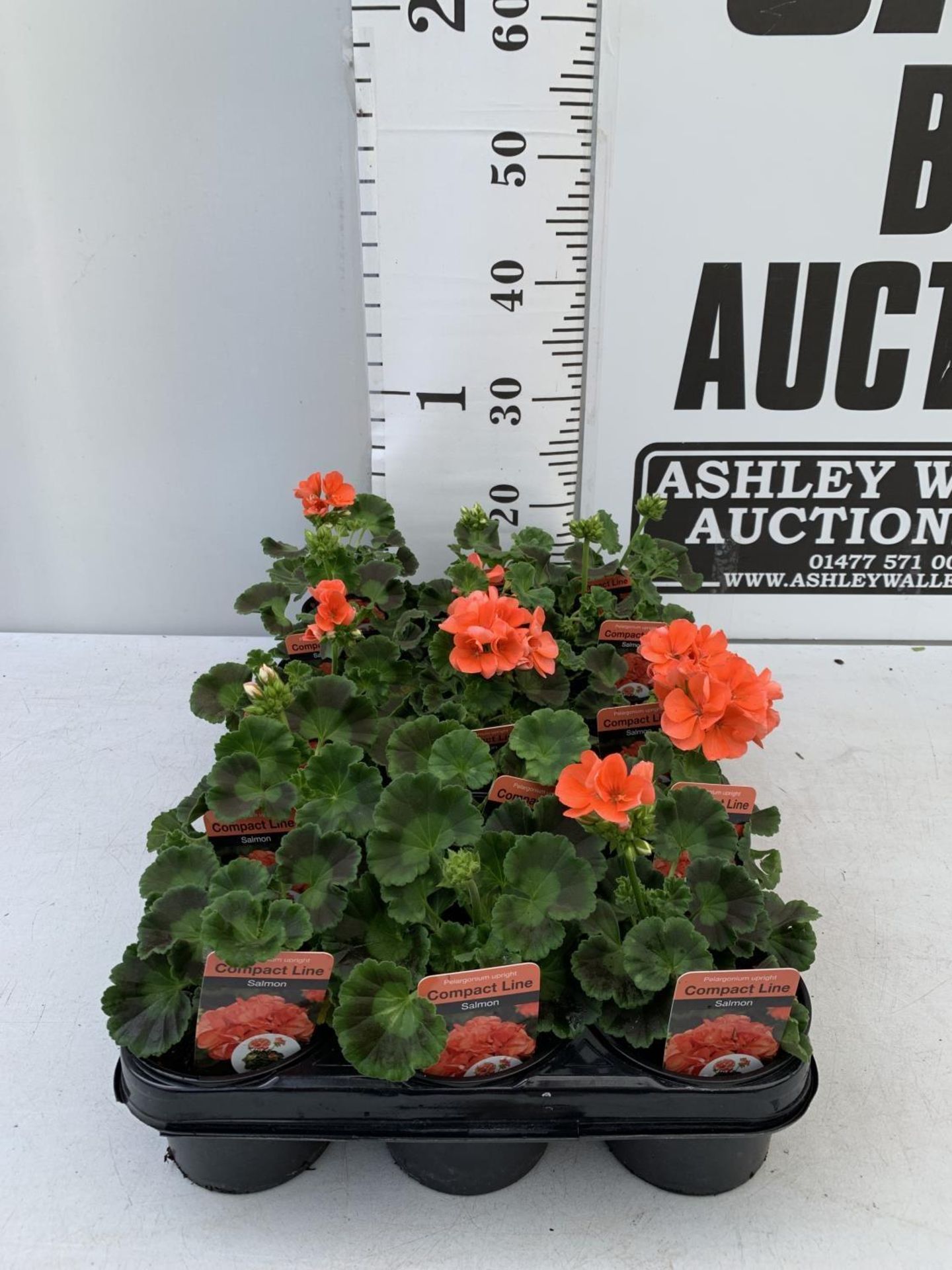 FIFTEEN PELARGONIUM UPRIGHT SALMON BASKET PLANTS IN P9 POTS PLUS VAT TO BE SOLD FOR THE FIFTEEN