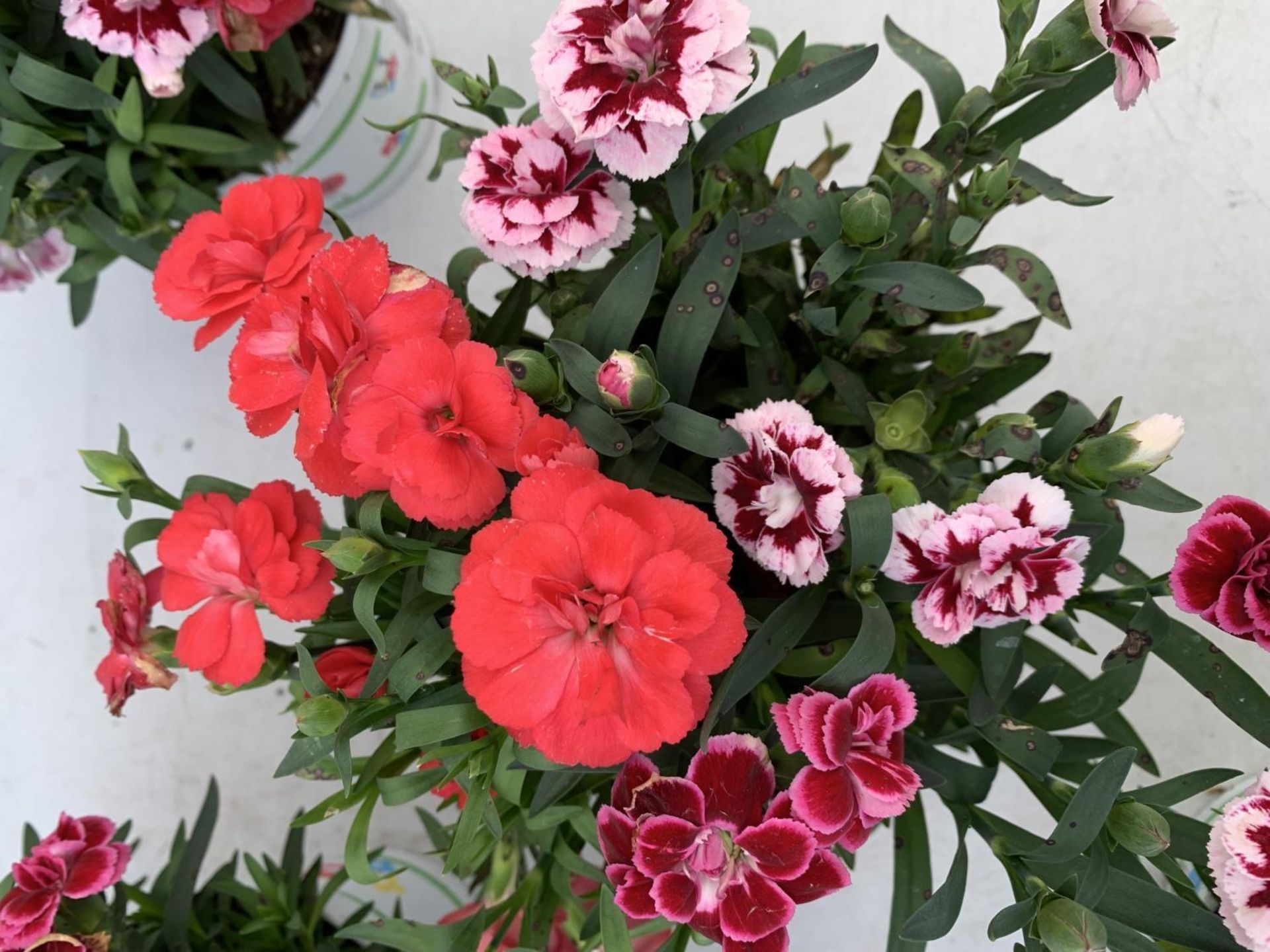 SIX POTS OF DIANTHUS TRIO MIXED WITH THREE VARIETIES IN EACH POT SIZE P15 HEIGHT 30CM TO BE SOLD FOR - Bild 6 aus 8