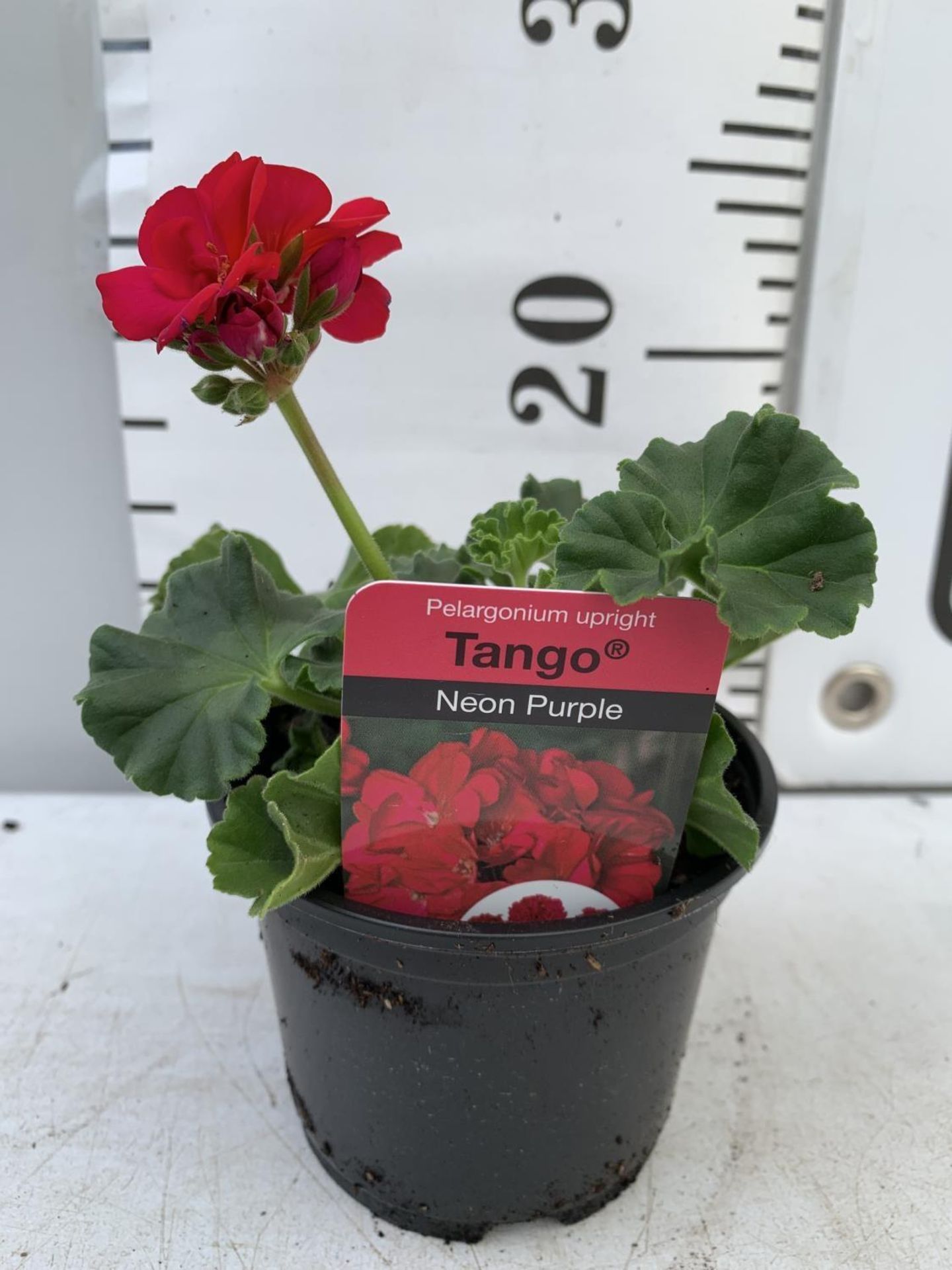 FIFTEEN PELARGONIUM UPRIGHT TANGO IN NEON PURPLE BASKET PLANTS ON A TRAY IN P9 POTS PLUS VAT TO BE - Image 3 of 4