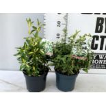 TWO EUONYMOUS FORTUNA 'GOLDEN HARLEQUIN' AND JAPONICA ' GOLD QUEEN' IN 2 LTR POTS APPROX 40CM-