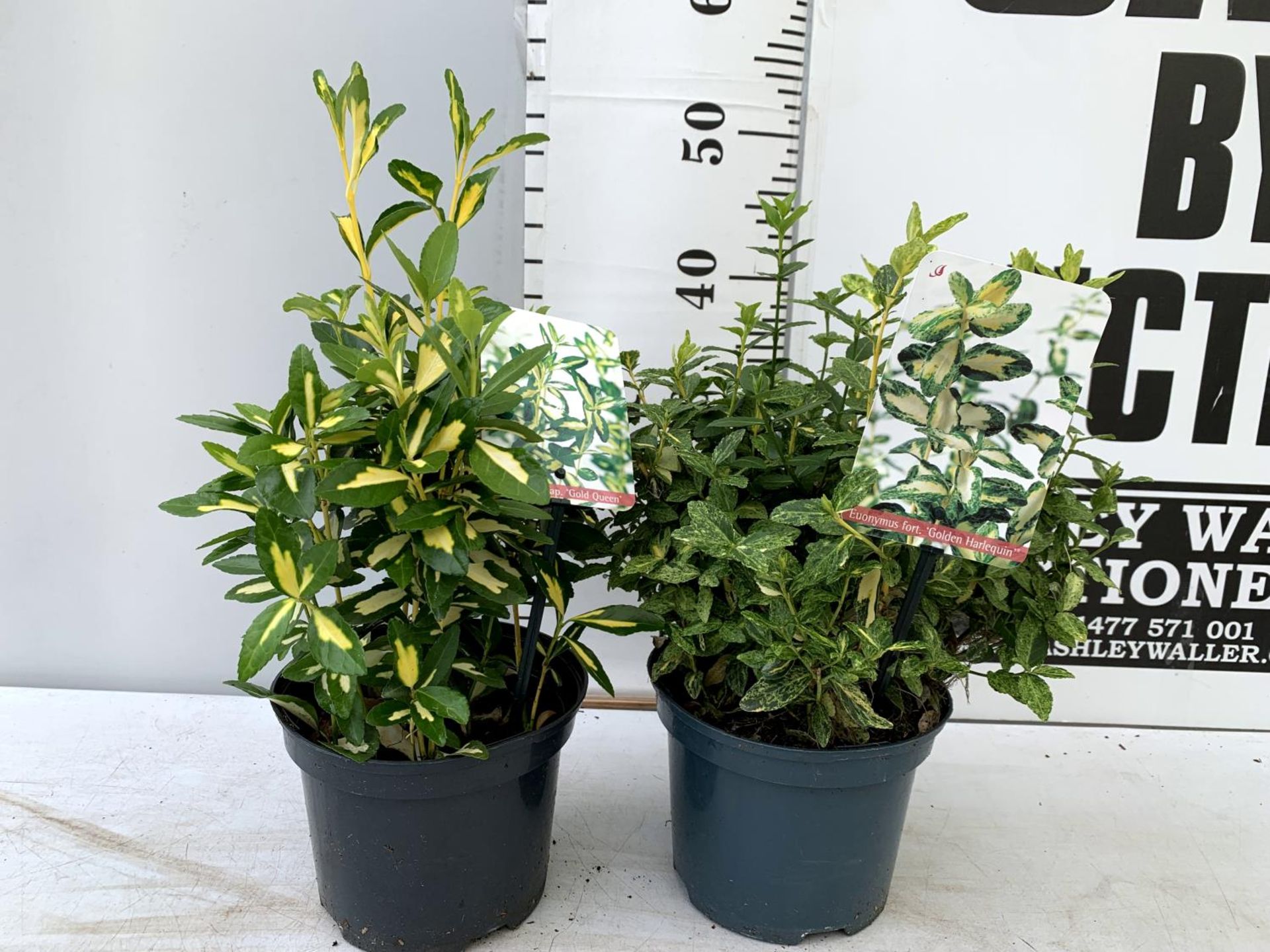 TWO EUONYMOUS FORTUNA 'GOLDEN HARLEQUIN' AND JAPONICA ' GOLD QUEEN' IN 2 LTR POTS APPROX 40CM-