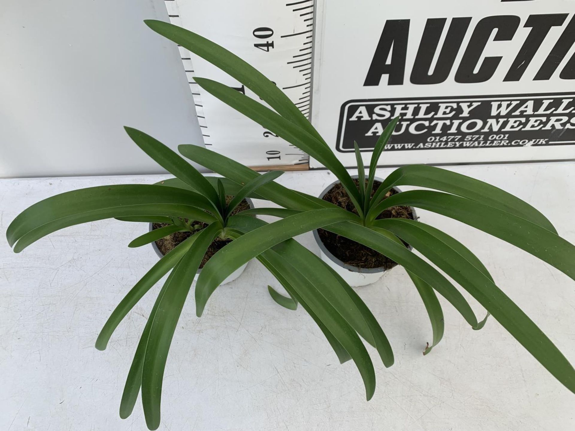 TWO AGAPANTHUS AFRICANUS IN 2 LTR POTS APPROX 50CM IN HEIGHT PLUS VAT TO BE SOLD FOR THE TWO - Image 4 of 6