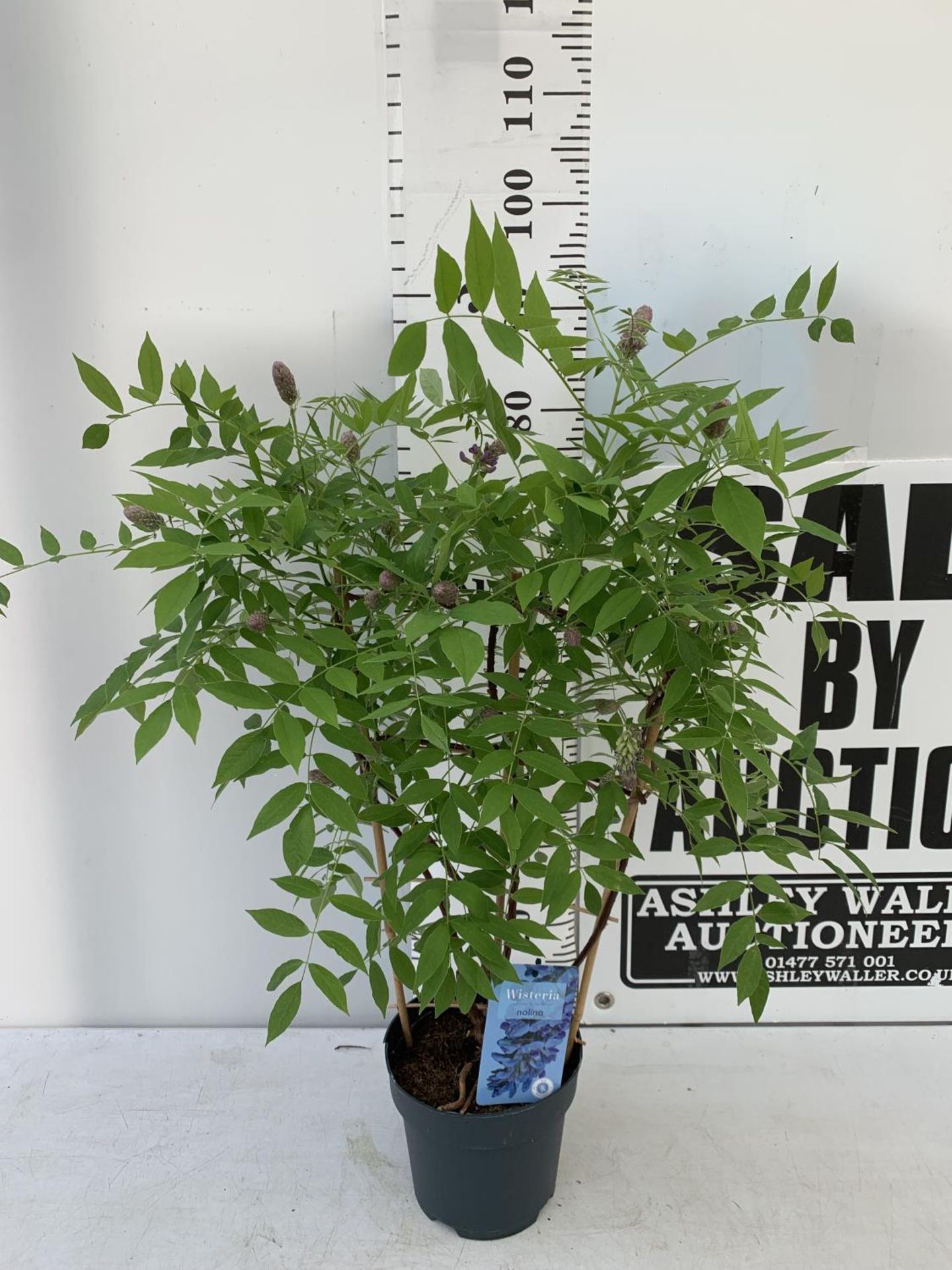 A WISTERIA AMETHYST FALLS ON A FRAME PATIO READY IN A 3 LTR POT 95CM TALL PLUS VAT