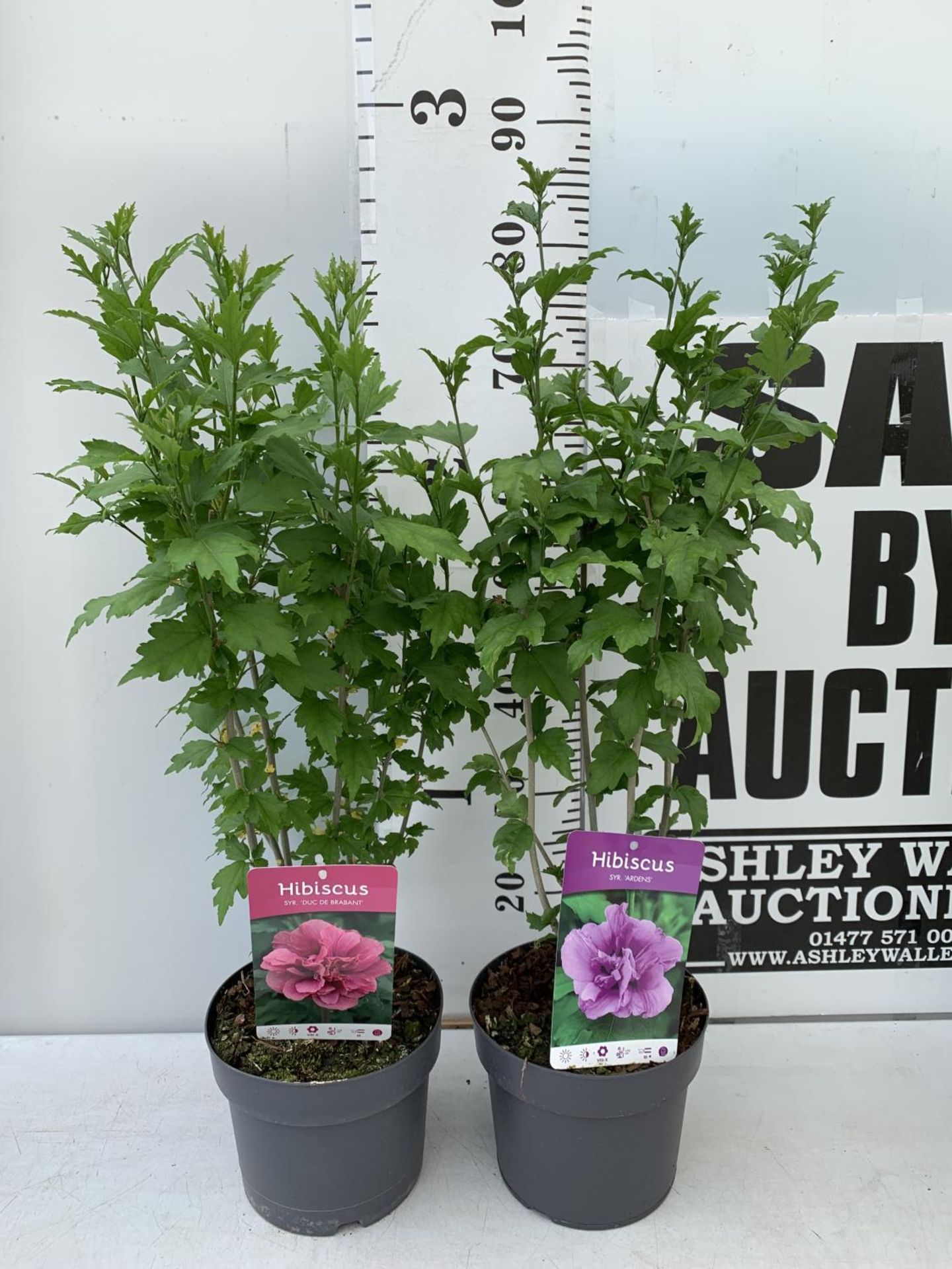 TWO HIBISCUS SYRIACUS PINK 'DUC DE BRABANT' AND 'ARDENS' LIGHT PURPLE APPROX 80CM IN HEIGHT IN 3 LTR