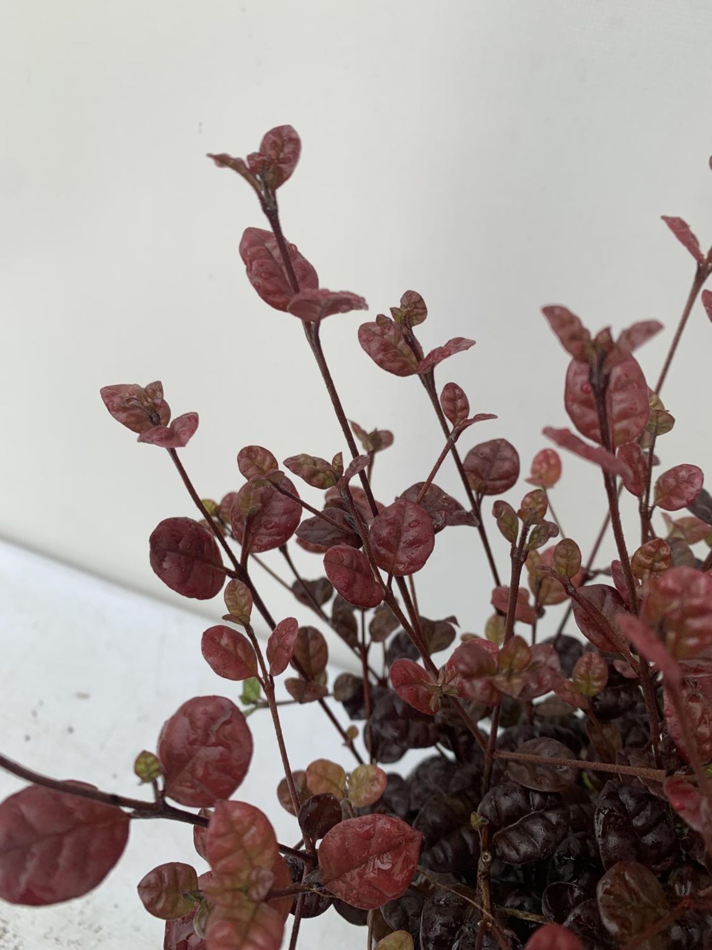 THREE LOPHOMYRTUS RALPHII NEW ZEALAND MYRTLE 'BLACK PEARL' IN 2 LTR POTS HEIGHT 40CM - 50CM TO BE - Image 5 of 6