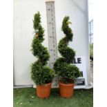 TWO SPIRAL CUPRESSOCYPARIS SPIRAL LEYANDII 'GOLD RIDER' APPROX 170CM IN HEIGHT IN 15 LTR POTS PLUS