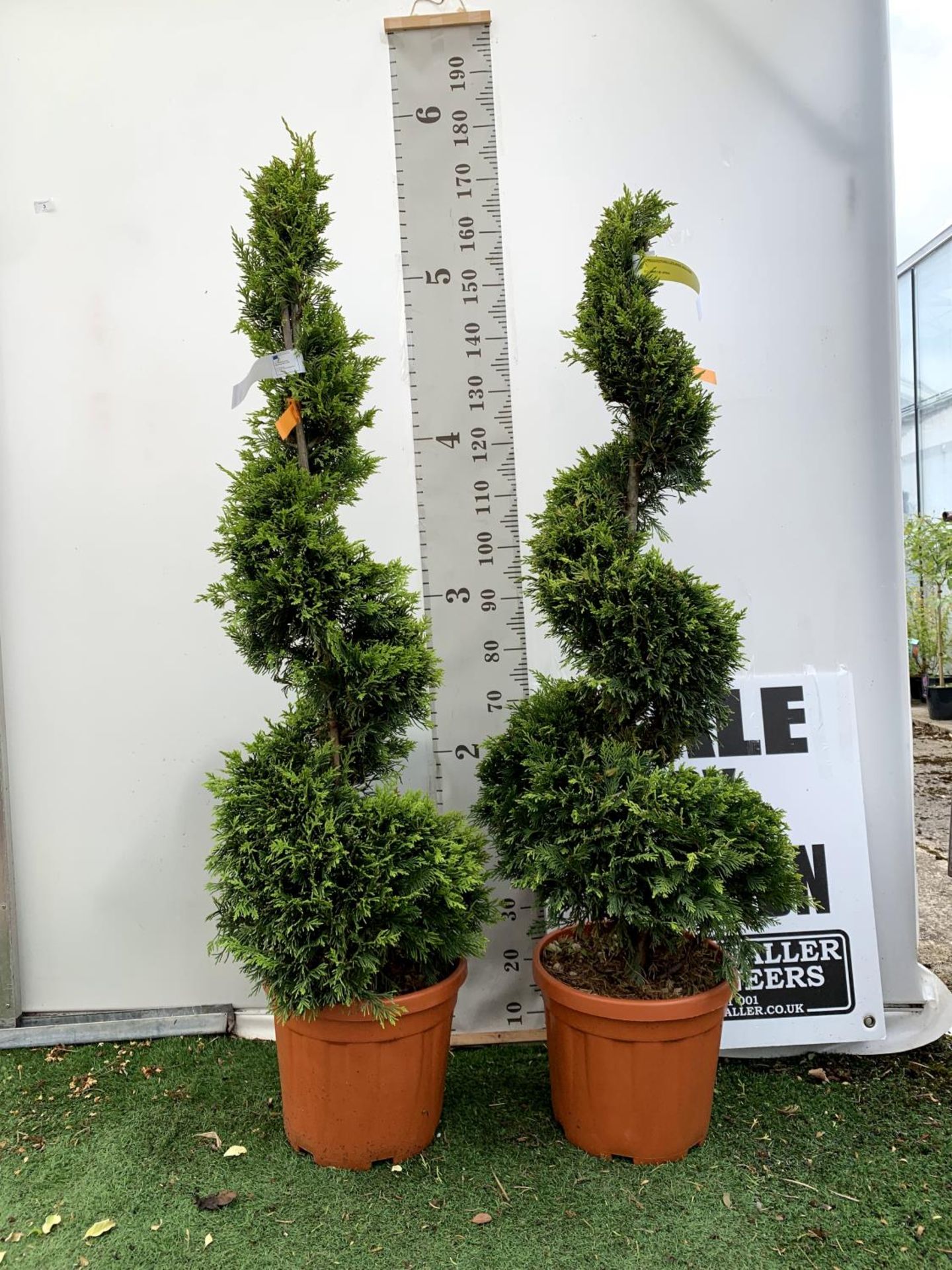 TWO SPIRAL CUPRESSOCYPARIS SPIRAL LEYANDII 'GOLD RIDER' APPROX 170CM IN HEIGHT IN 15 LTR POTS PLUS