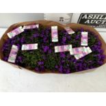 TEN CAMPANULA AMBELLA INTENSE PURPLE IN P10.5 POTS OVER 20CM IN HEIGHT ON A WRAPPED TRAY TO BE
