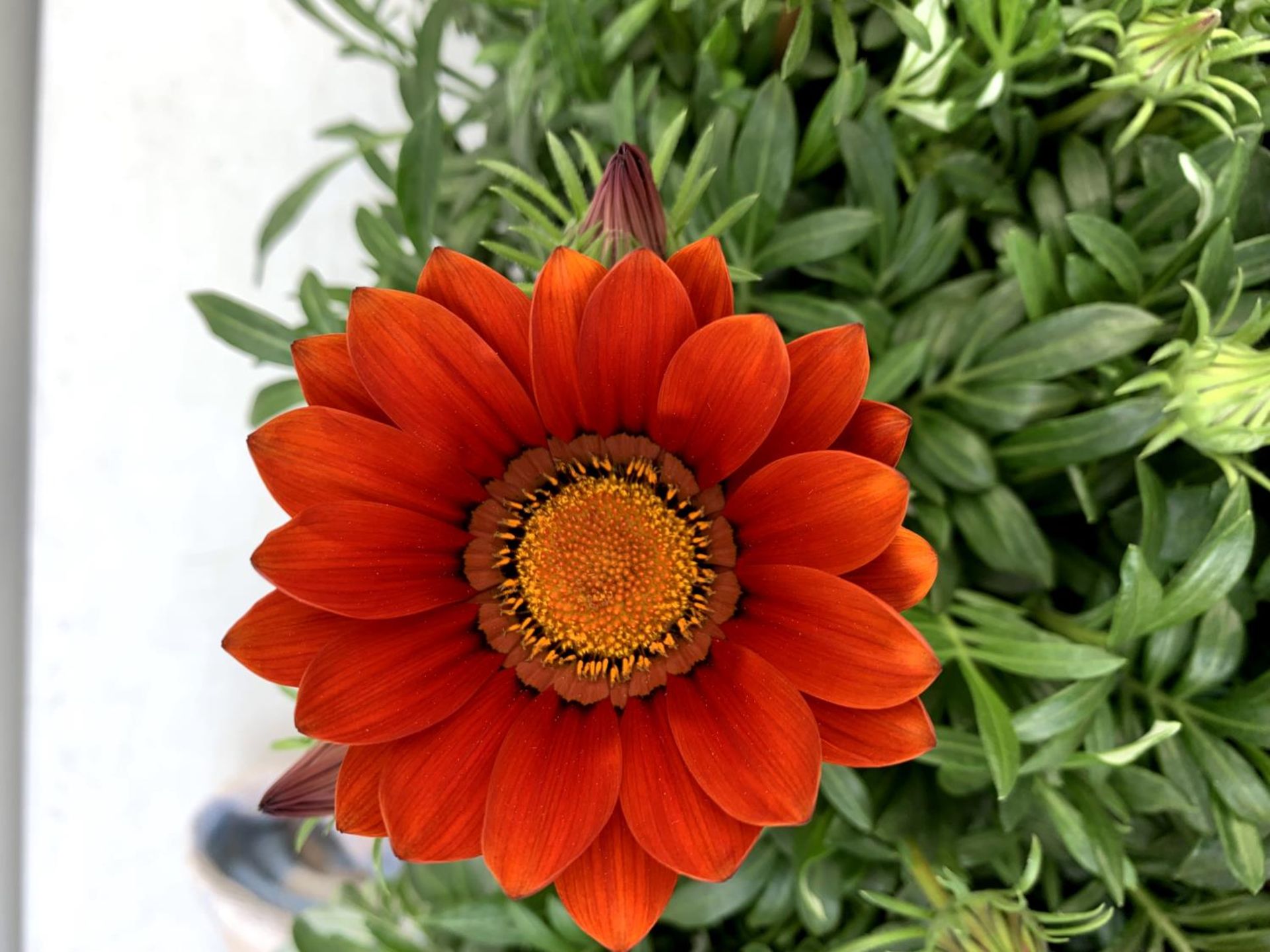 EIGHT GAZANIA RIGENS BIG KISS IN MIXED COLOURS IN ONE LTR POTS 30CM IN HEIGHT ON A TRAY PLUS VAT - Image 9 of 10