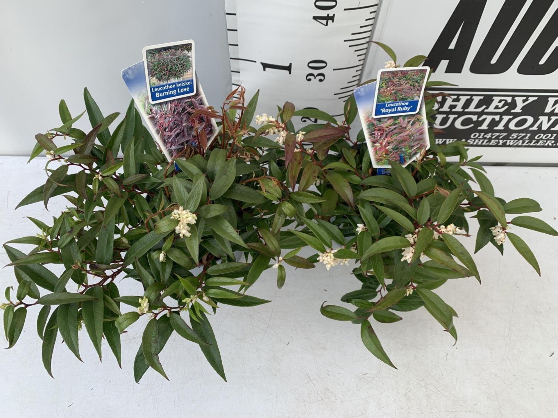 TWO LEUCOTHOE 'ROYAL RUBY' AND 'BURNING LOVE' IN 2 LTR POTS 35CM TALL PLUS VAT TO BE SOLD FOR THE - Image 4 of 12