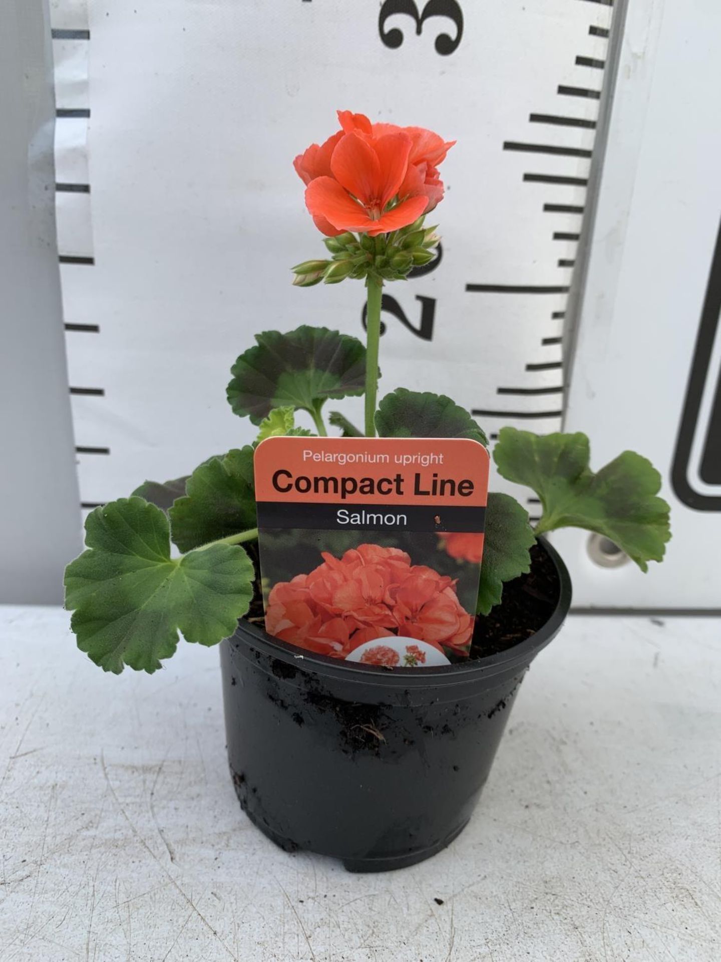 FIFTEEN PELARGONIUM UPRIGHT IN SALMON BASKET PLANTS IN P9 POTS PLUS VAT TO BE SOLD FOR THE FIFTEEN - Image 3 of 4