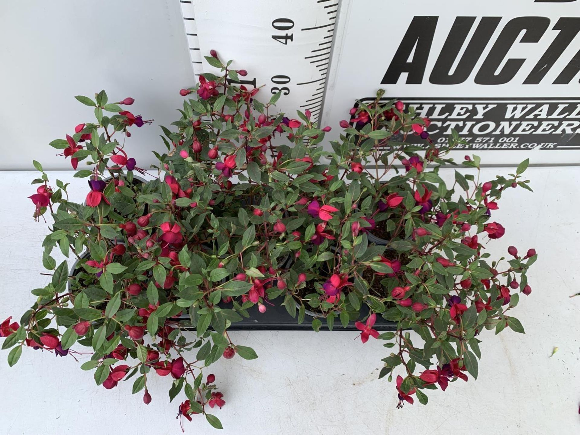 NINE FUCHSIA BELLA IN 20CM POTS 20-30CM TALL TO BE SOLD FOR THE NINE PLUS VAT - Image 4 of 8