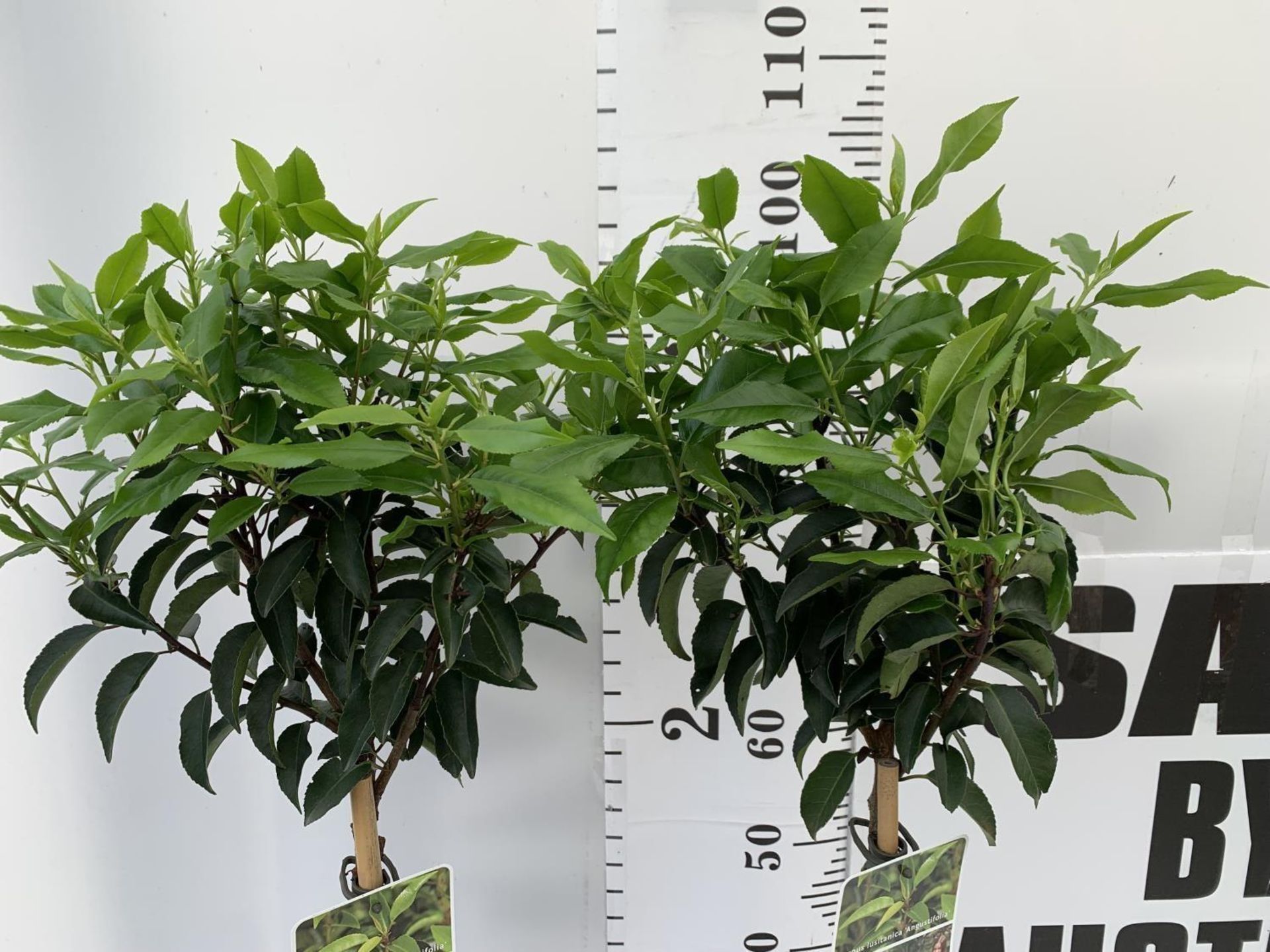 TWO PRUNUS LUSITANICA 'AUGUSTFOLIA' STANDARD TREES APPROX ONE METRE IN HEIGHT IN 3LTR POTS PLUS - Image 3 of 8