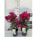 TWO BOUGAINVILLEA SANDERINA DARK PINK IN FLOWER ON A PYRAMID FRAME, 3 LTR POTS HEIGHT 70-80CM. PATIO