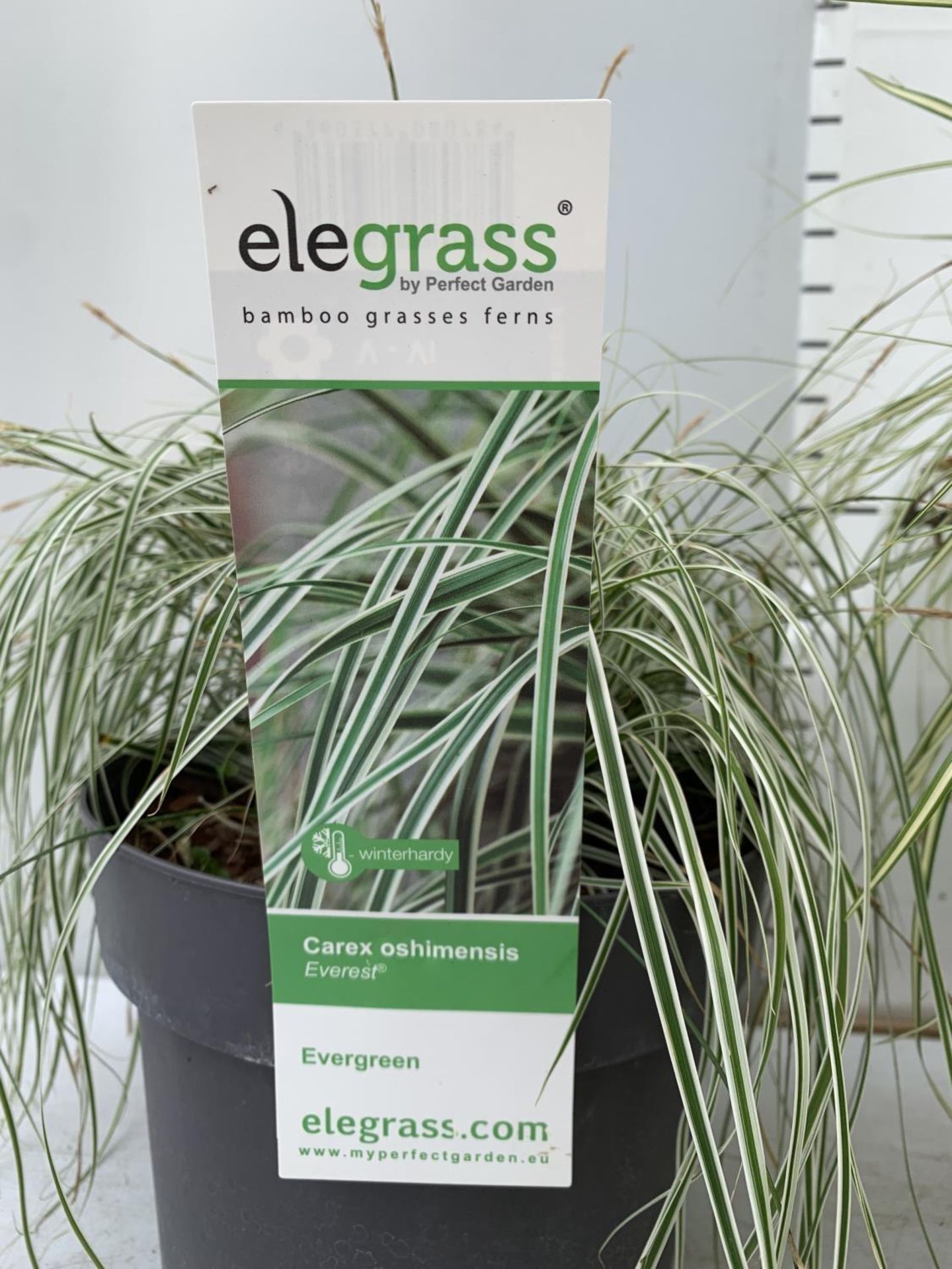 TWO HARDY ORNAMENTAL GRASSES CAREX 'EVERGOLD' AND 'EVEREST' IN 3 LTR POTS APPROX 40CM IN HEIGHT PLUS - Image 10 of 12