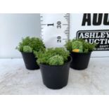 THREE THYME 'ARCHERS GOLD' IN 1 LTR POTS APPROX 20CM IN HEIGHT PLUS VAT TO BE SOLD FOR THE THREE