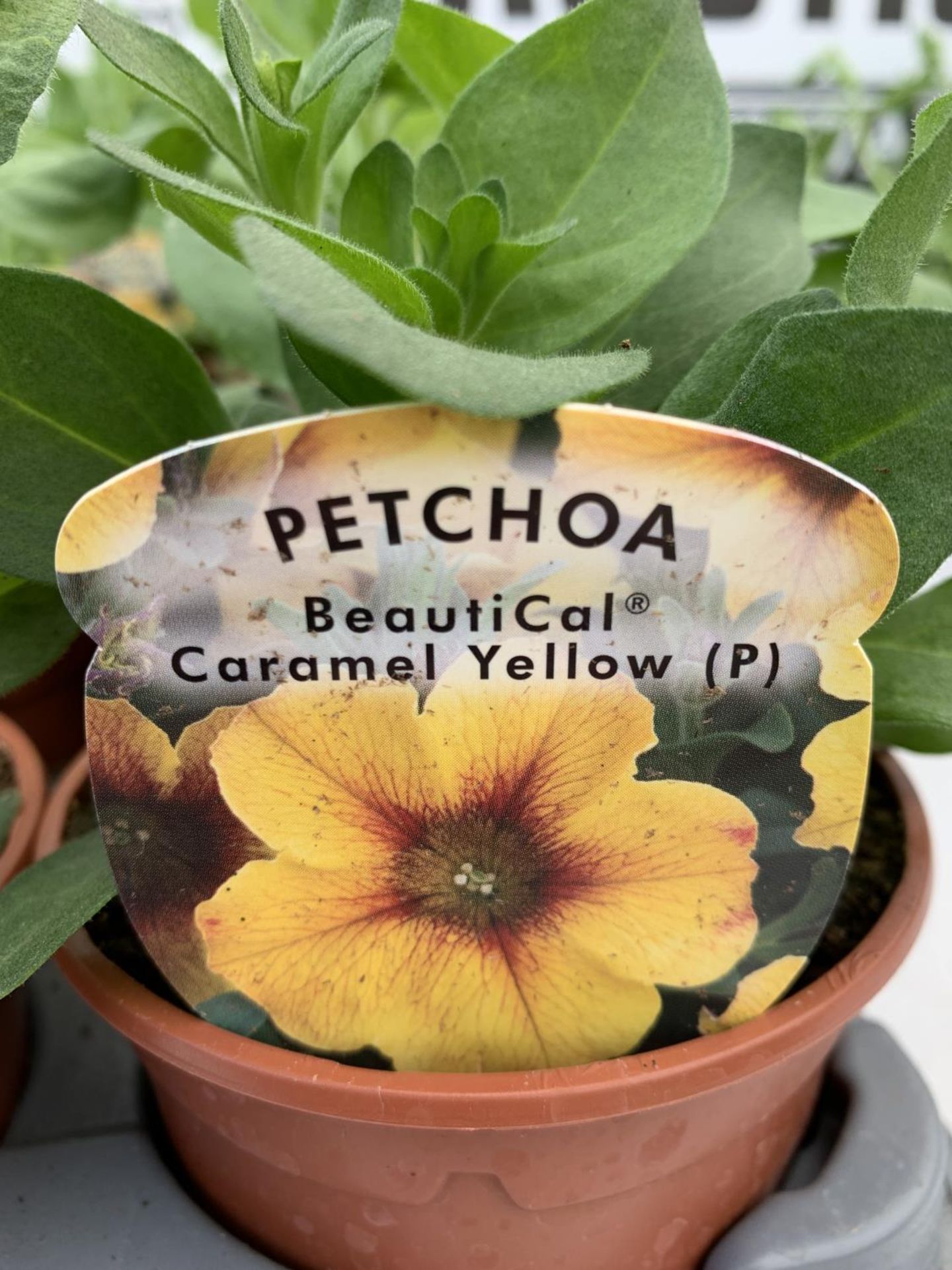 FIFTEEN PETCHOA CARAMEL YELLOW BASKET PLANTS IN P9 POTS PLUS VAT TO BE SOLD FOR THE FIFTEEN - Image 7 of 8
