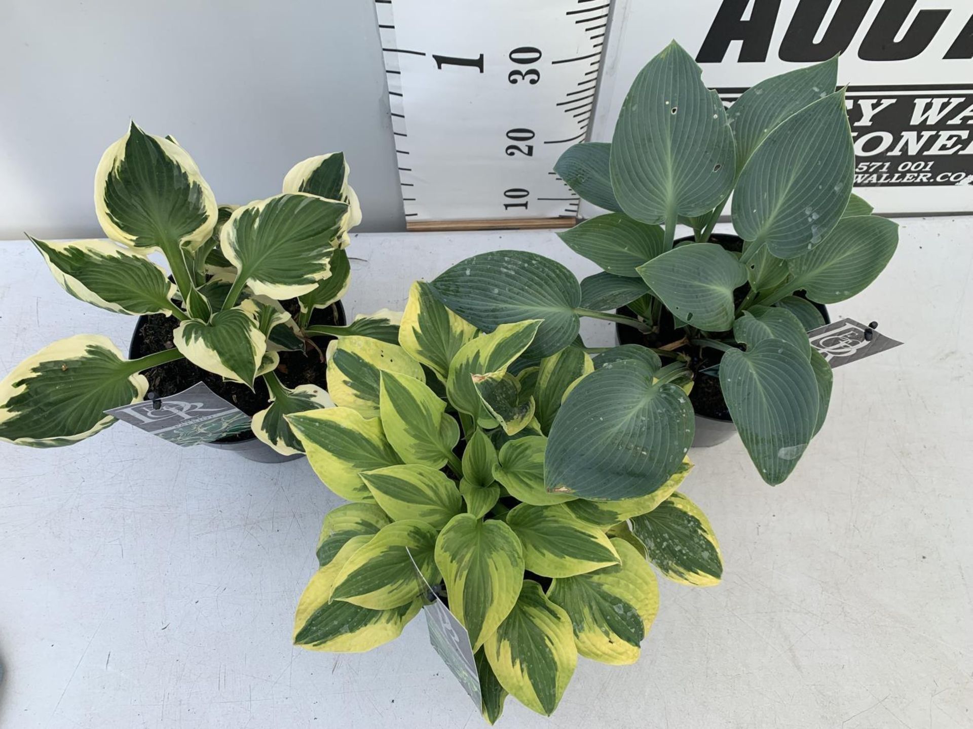 THREE MIXED VARIETY HOSTAS TO INCLUDE WIDE BRIM, HALCYON AND PATRIOT IN 3 LTR POTS 30CM TALL TO BE - Image 4 of 14