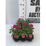 FIFTEEN TRAILING VERBENA LANAI IN NEON ROSE BASKET PLANTS ON A TRAY IN P9 POTS PLUS VAT TO BE SOLD